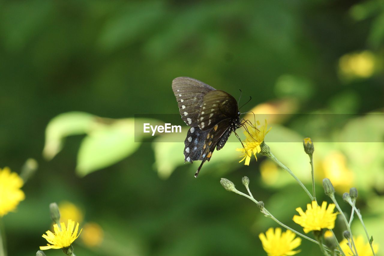 BUTTERFLY ON YELLOW FLOWER