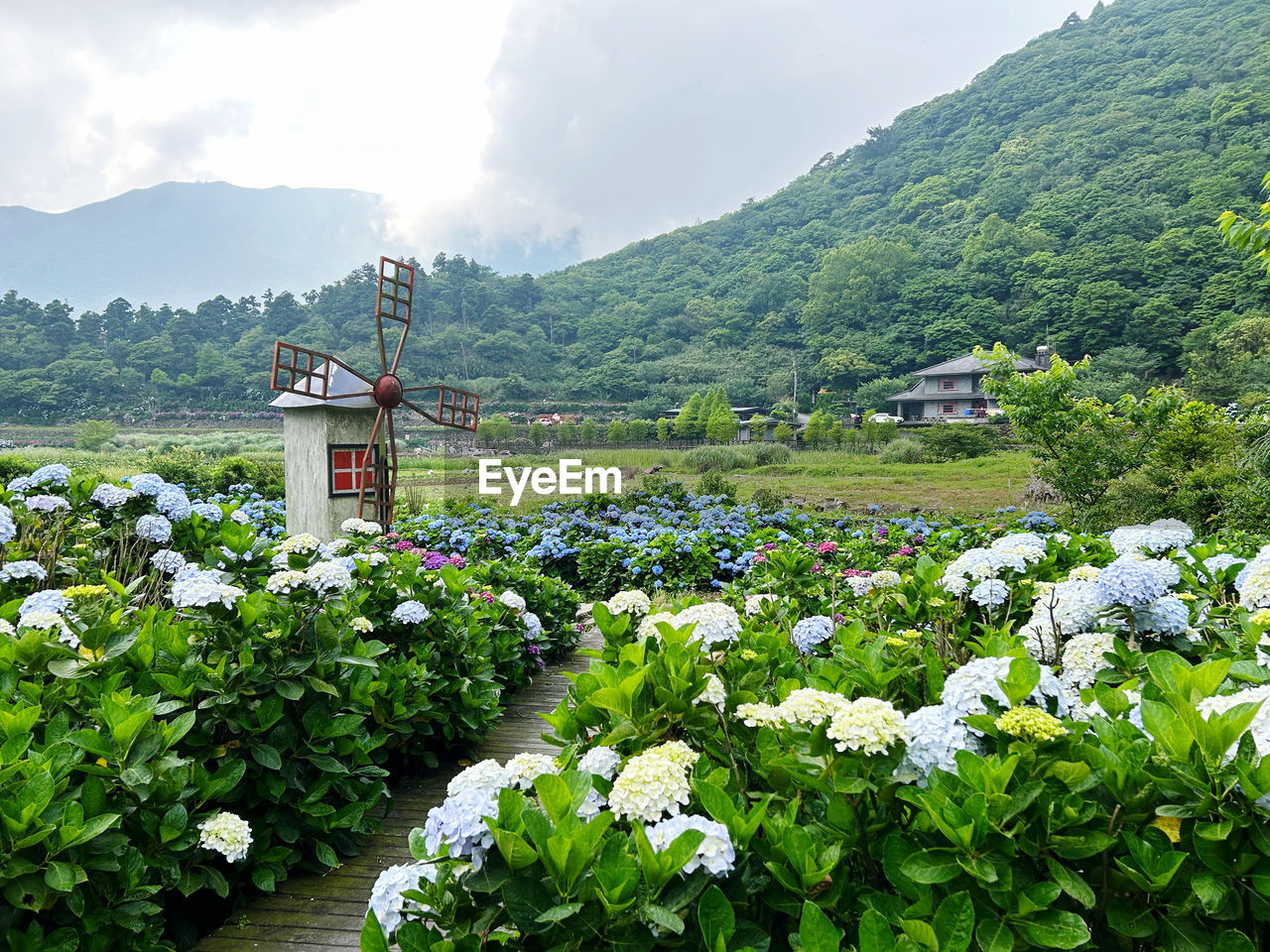 high angle view of flowering plants against mountain