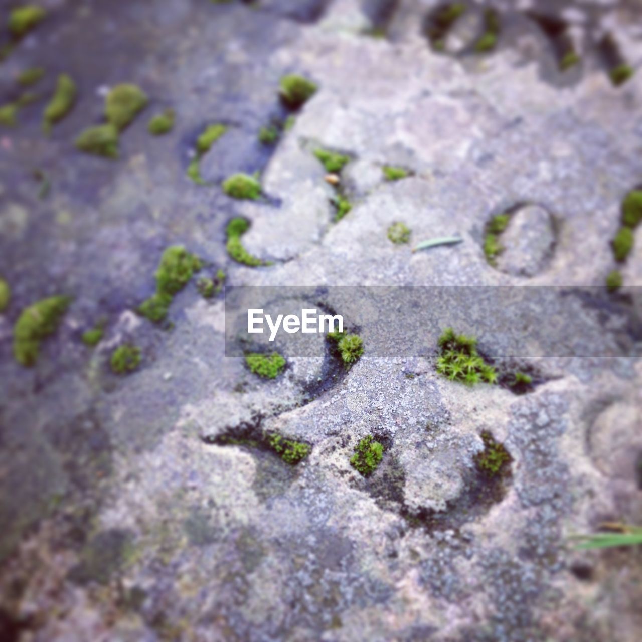 Close-up of number with moss on tombstone