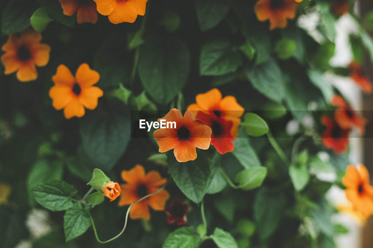 Close-up of orange flowering plant