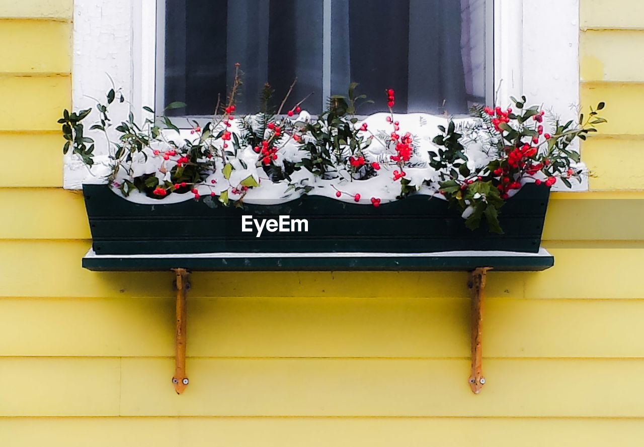 Low angle view of potted plants by window