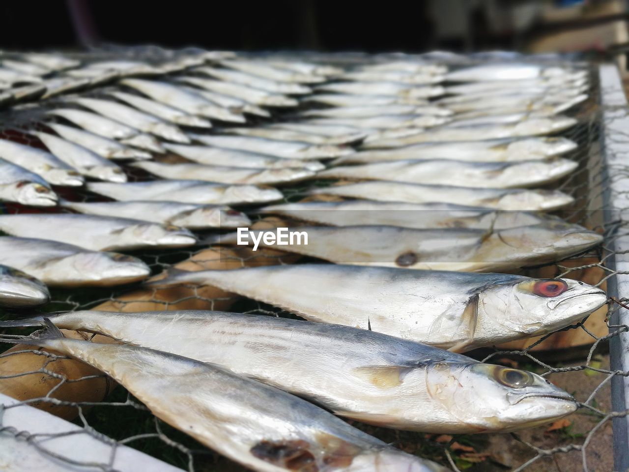 Close-up of fish for sale in market