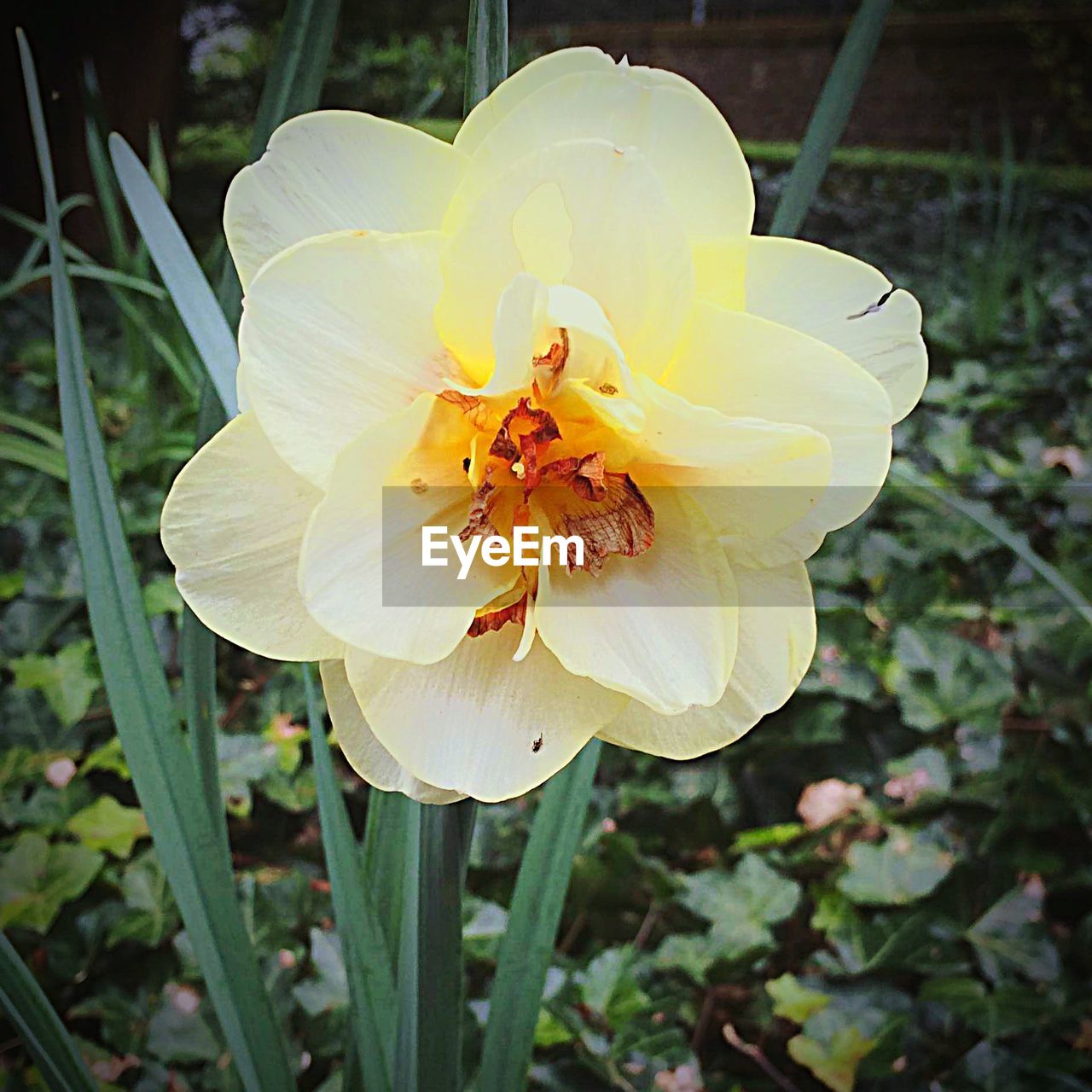 Close up of yellow flower