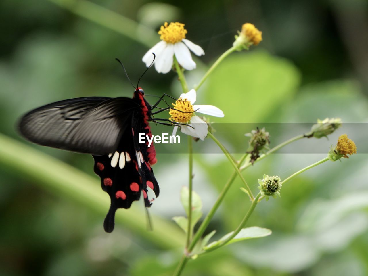 animal themes, animal wildlife, flower, insect, animal, beauty in nature, flowering plant, animal wing, plant, butterfly, wildlife, freshness, fragility, one animal, nature, close-up, animal body part, moths and butterflies, macro photography, focus on foreground, feeding, no people, eating, flying, flower head, petal, food, outdoors, macro, summer, full length, environment, springtime, animal behavior, pollination, growth, side view, selective focus