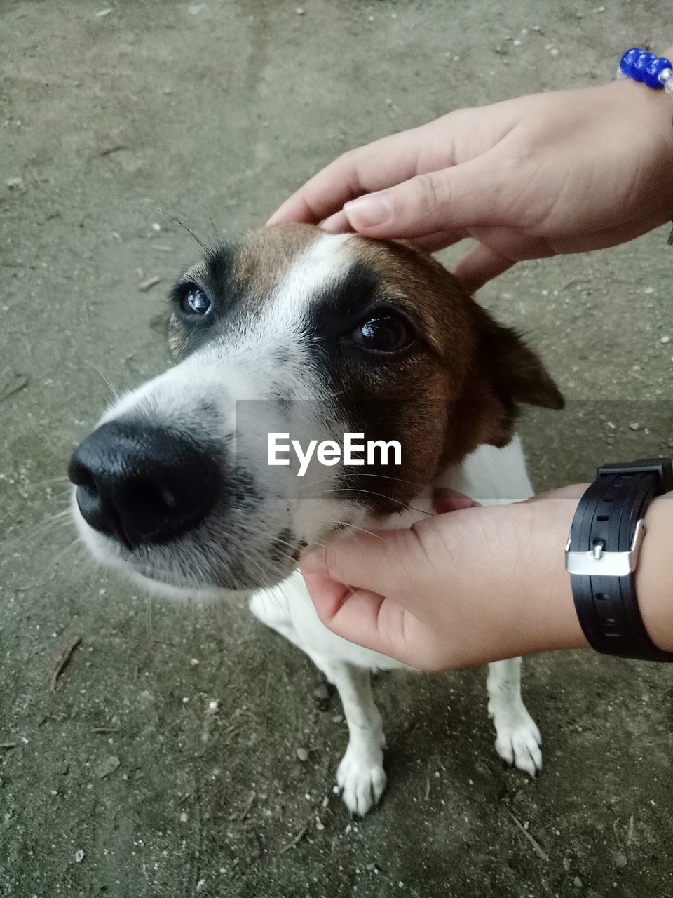 CLOSE-UP OF HANDS HOLDING DOG