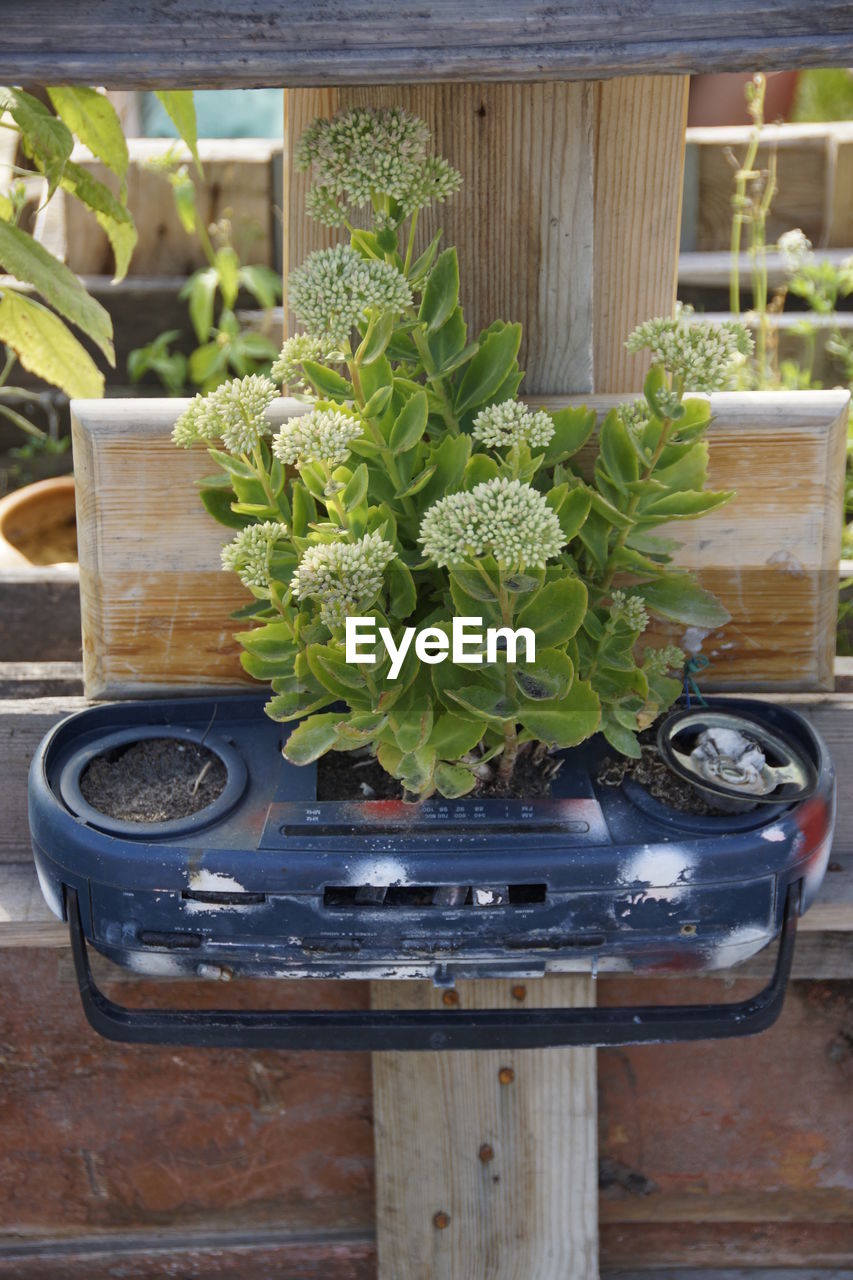 CLOSE-UP OF POTTED PLANT ON WOOD