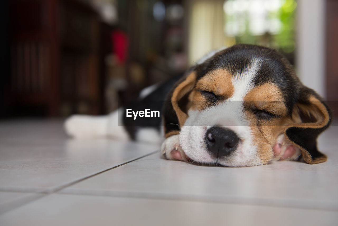 Close-up of a dog sleeping on floor at home