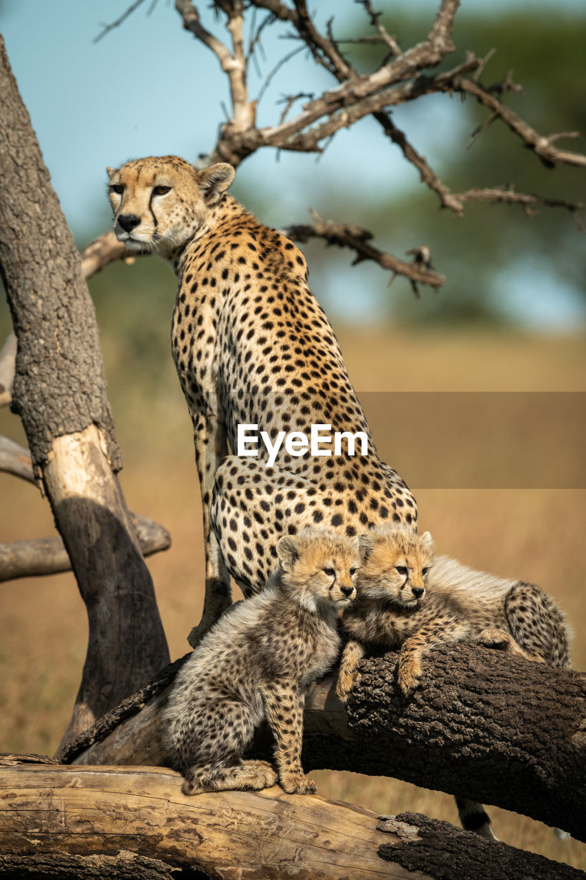 Cheetah with cubs on tree trunk