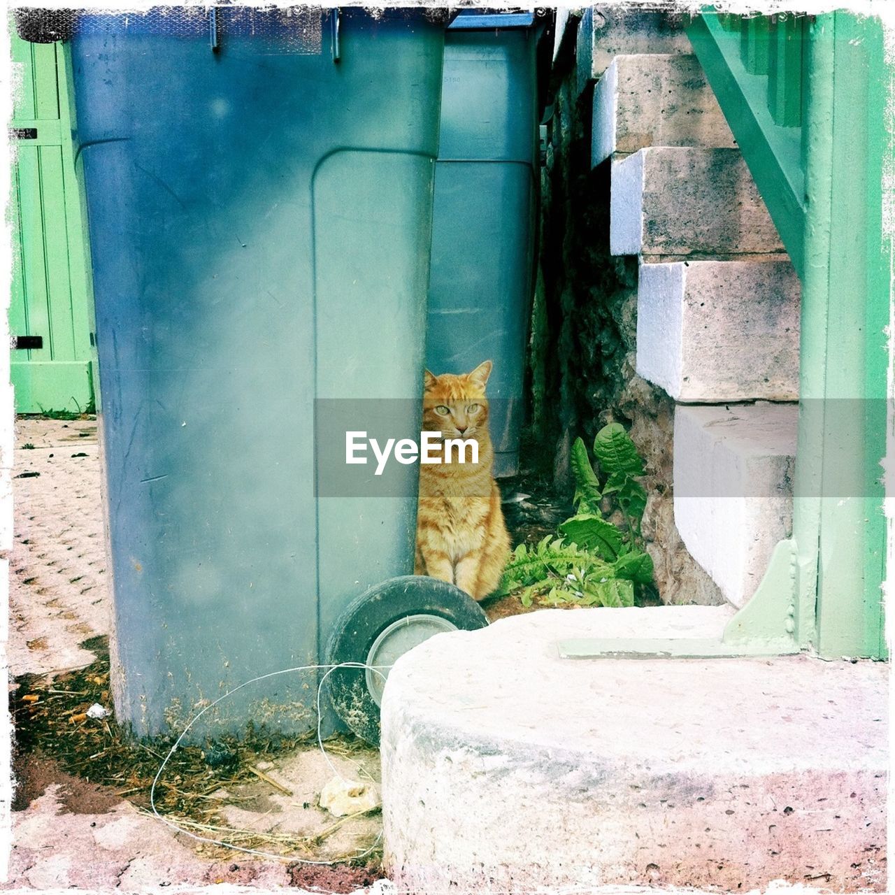 Cat by garbage bin