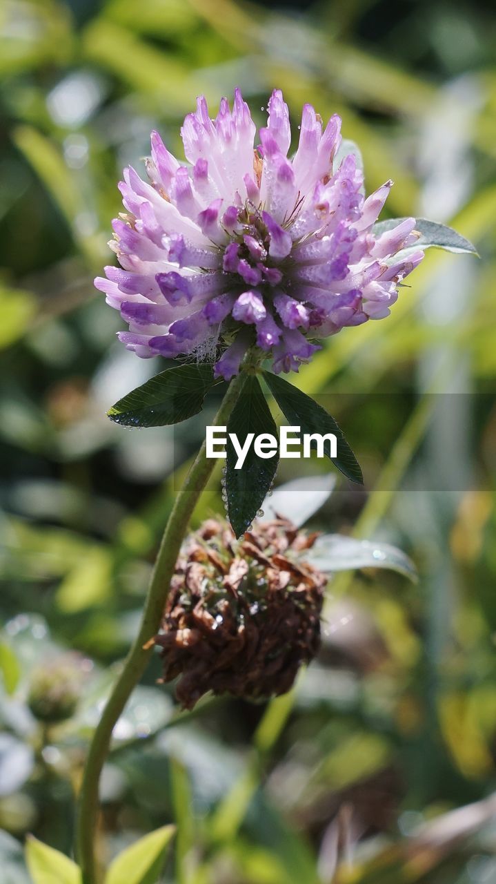Close-up of purple flowering plant