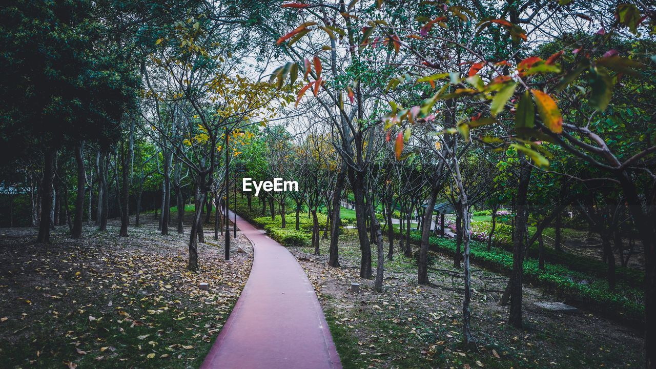 FOOTPATH PASSING THROUGH FOREST