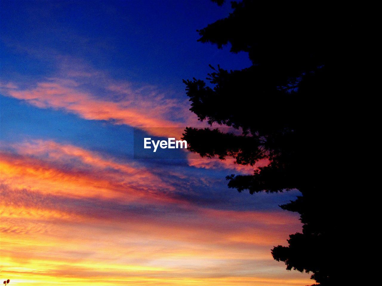 Silhouette tree against sky during sunset