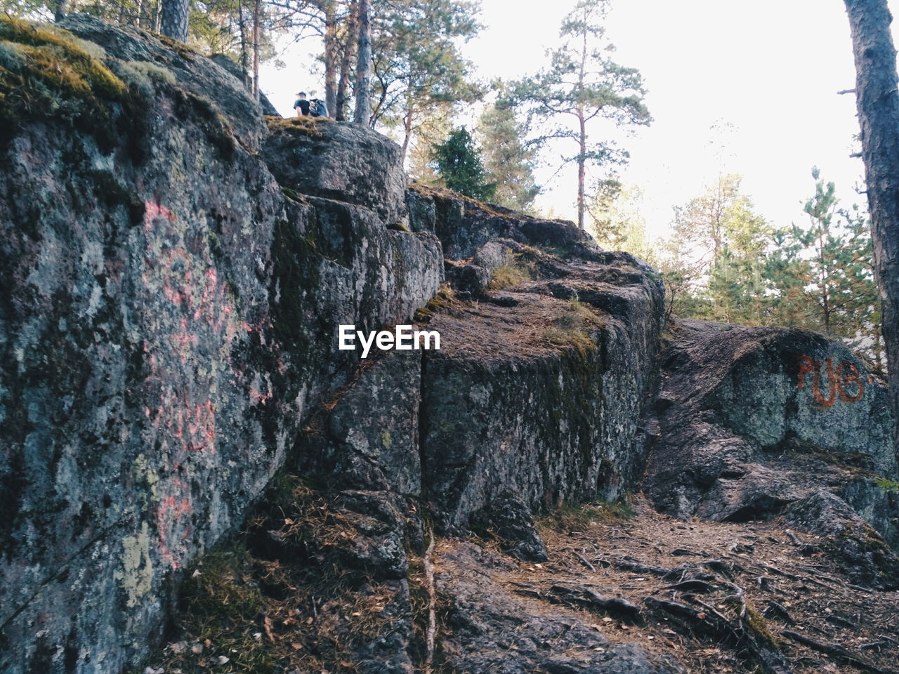 LOW ANGLE VIEW OF TREES IN FOREST