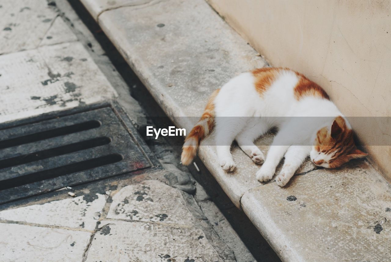 HIGH ANGLE VIEW OF CAT LYING ON FLOOR