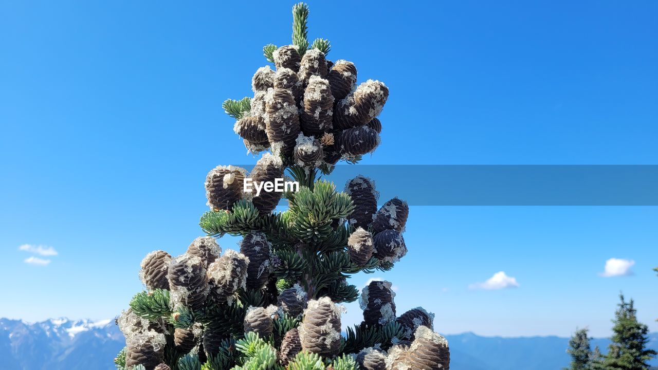 tree, sky, plant, nature, blue, mountain, no people, flower, day, beauty in nature, growth, scenics - nature, pine tree, environment, outdoors, landscape, land, cactus, clear sky, coniferous tree, sunny, tranquility, pinaceae, sunlight, succulent plant, cloud