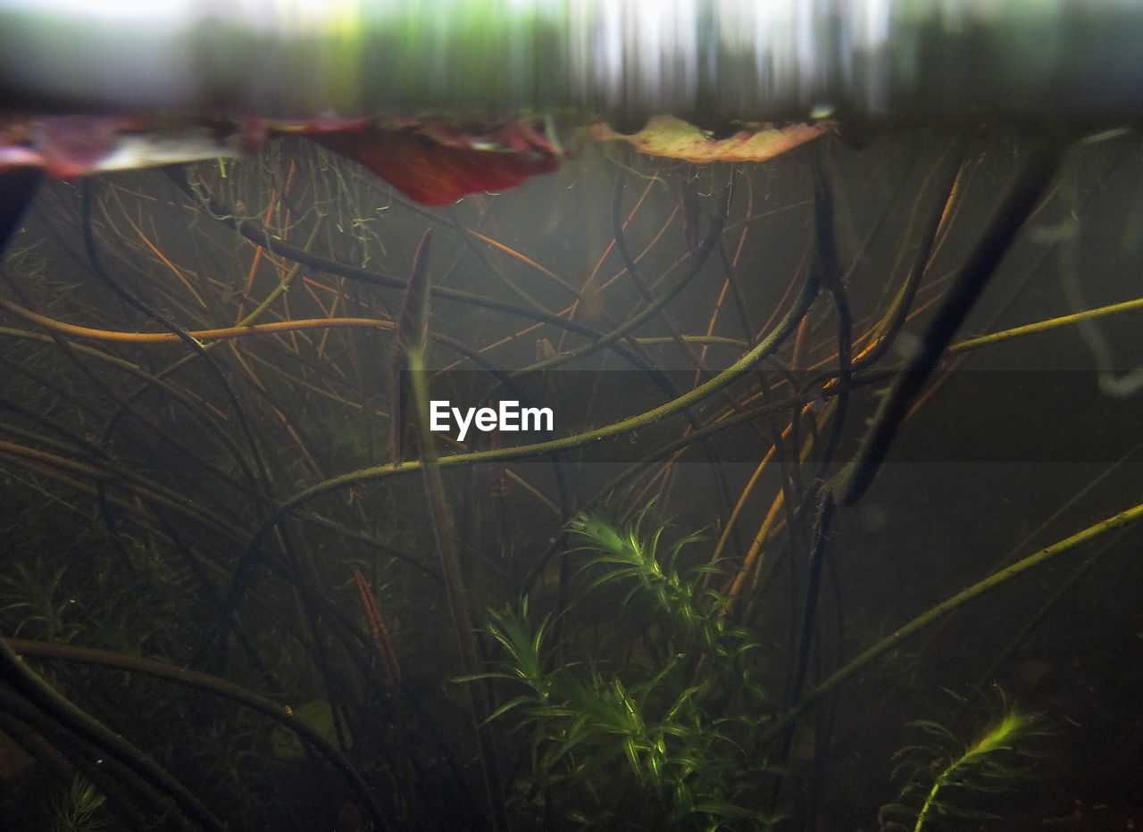 Close-up of plants against lake