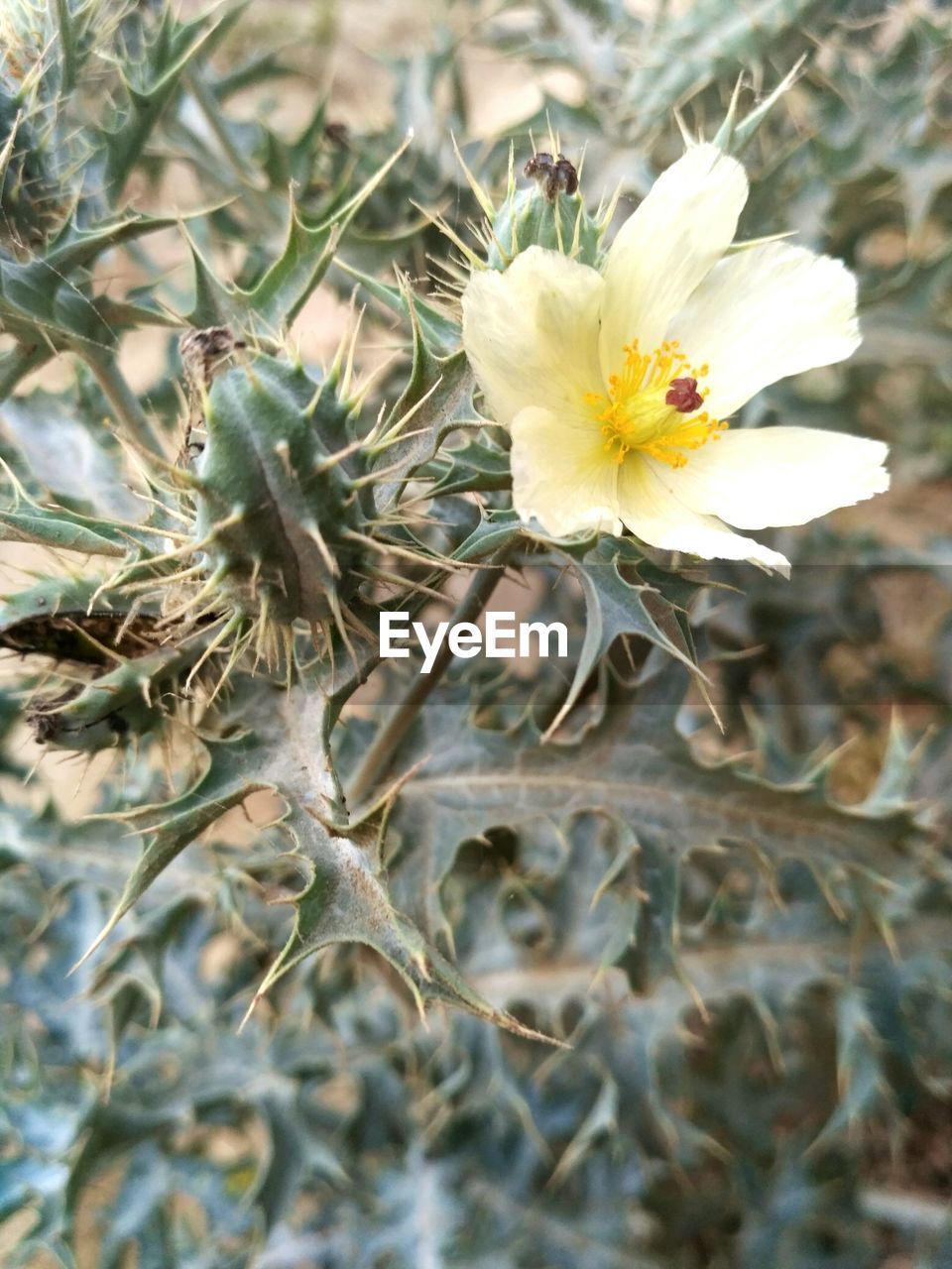 CLOSE-UP OF WHITE FLOWER BLOOMING IN TREE