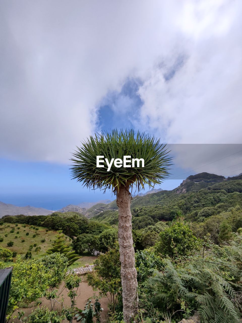 plant, sky, nature, tree, cloud, environment, beauty in nature, scenics - nature, landscape, palm tree, no people, mountain, land, tranquility, tropical climate, flower, non-urban scene, travel destinations, growth, outdoors, green, tranquil scene, day, travel, grass, vegetation, tourism, desert, dramatic sky, idyllic, semi-arid