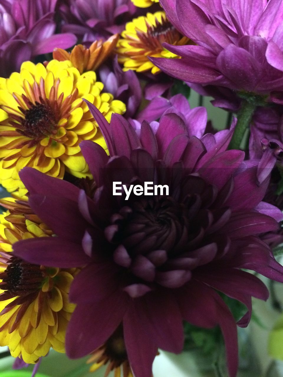 Close-up of purple and yellow flowers blooming outdoors