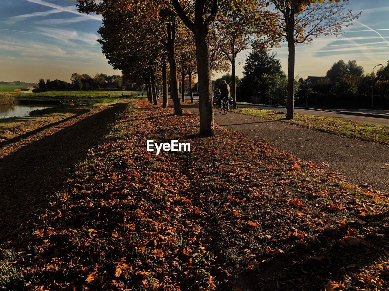 VIEW OF AUTUMN LEAVES ON ROAD