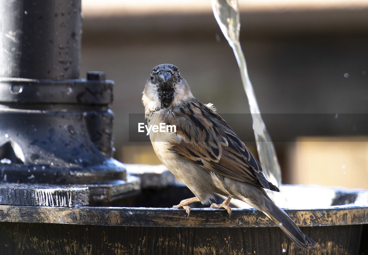 BIRD PERCHING ON A RAILING