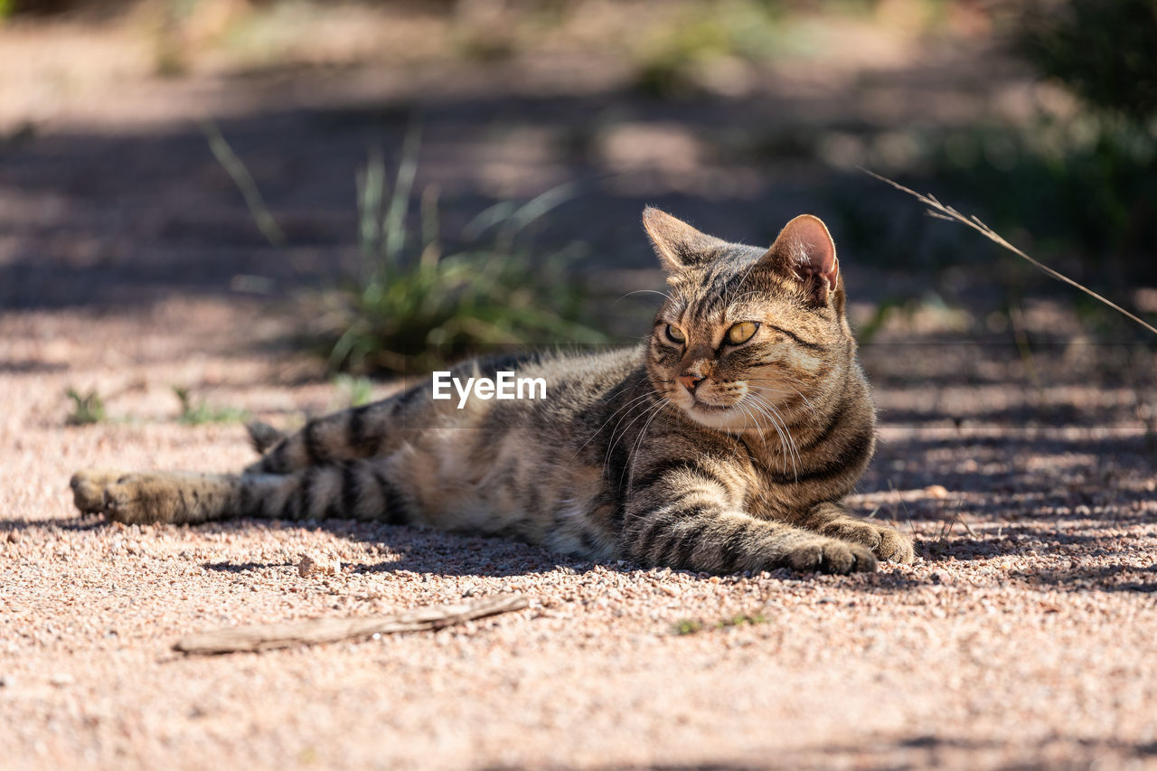 animal, animal themes, mammal, pet, feline, cat, one animal, domestic cat, domestic animals, whiskers, lying down, tabby cat, wild cat, relaxation, no people, portrait, felidae, wildlife, small to medium-sized cats, nature, carnivore, selective focus, sunlight, looking at camera, resting, bobcat, tabby