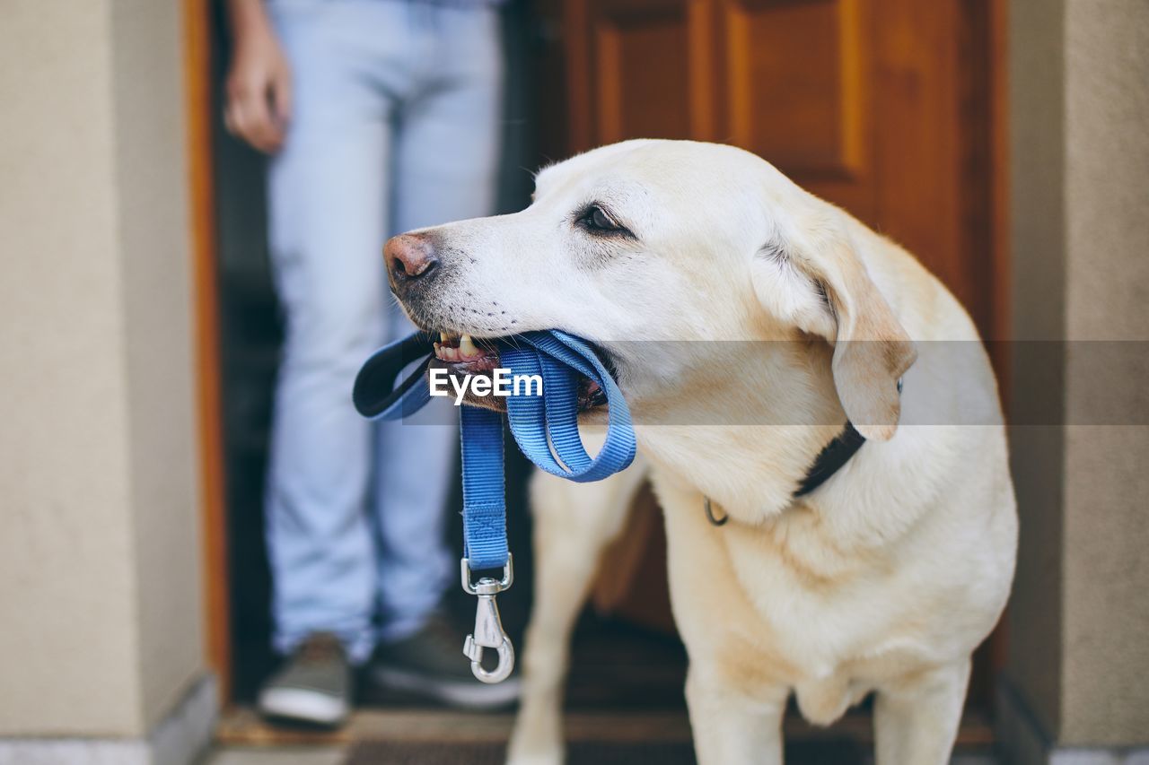 Close-up of dog carrying pet leash while person standing at doorway