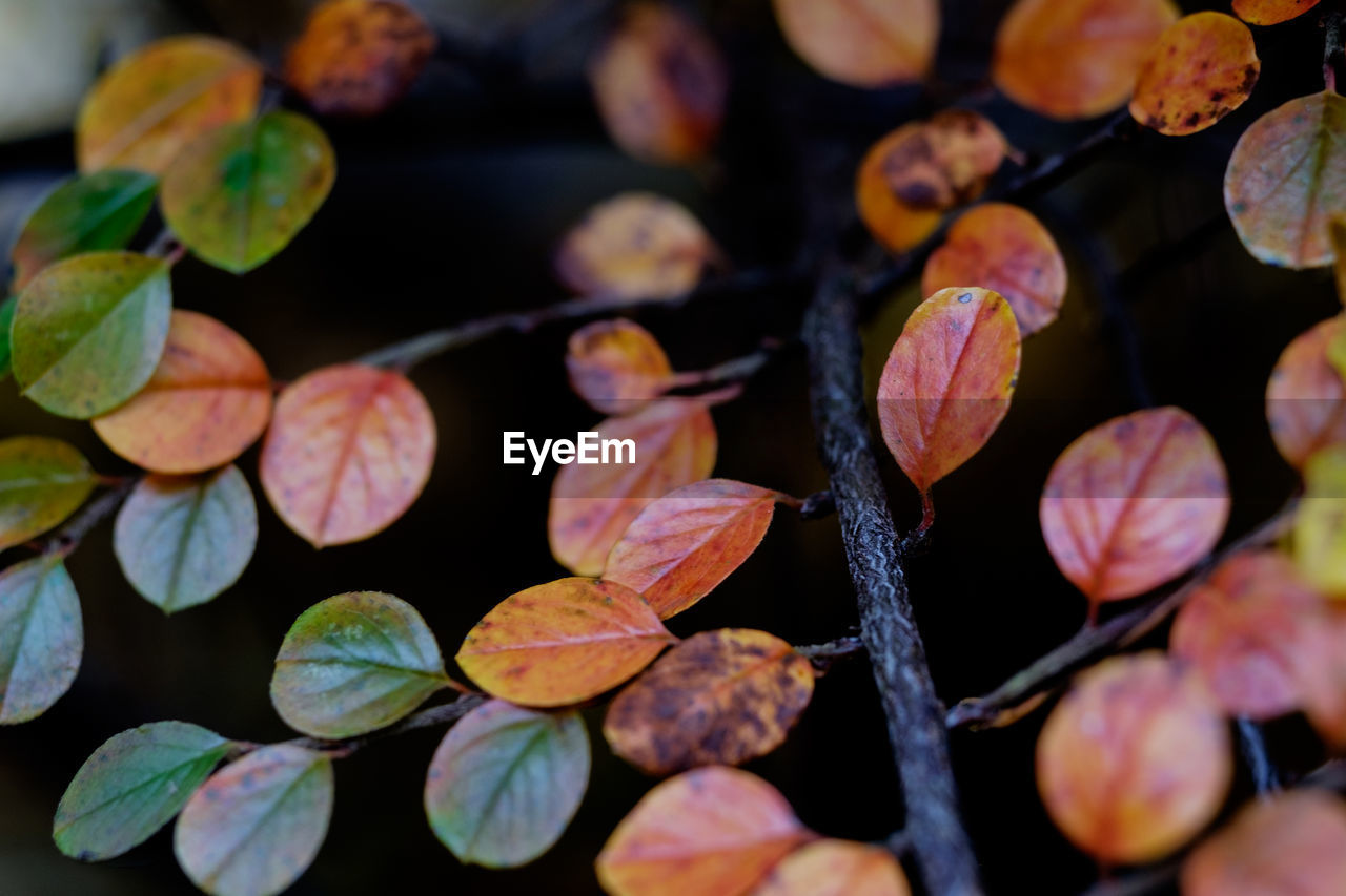 Close-up of leaves