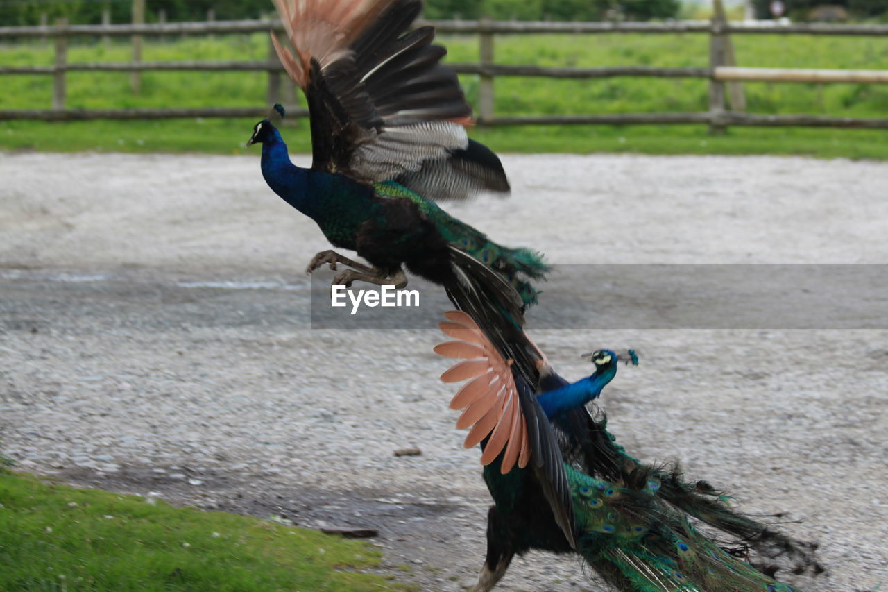 Peacocks with fanned out feathers