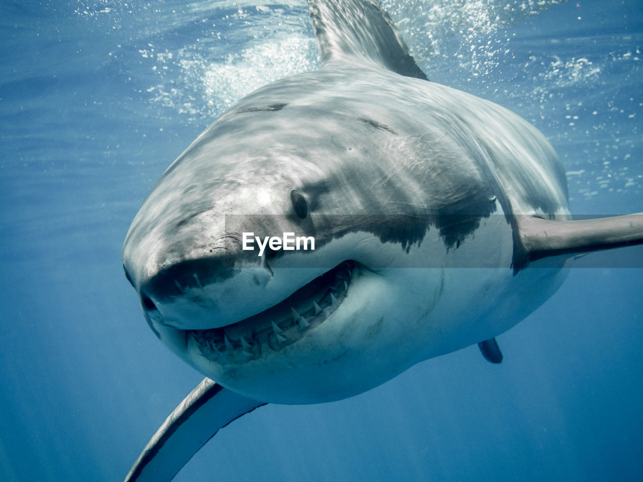 Close-up of shark swimming in sea