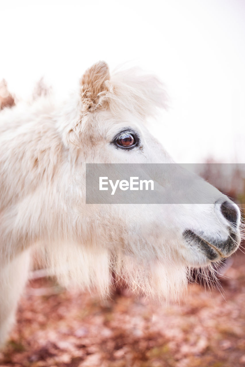 Close-up of horse against sky