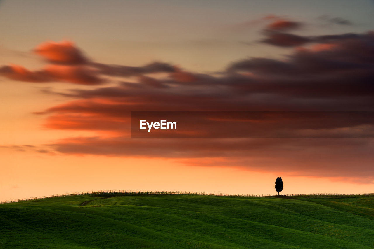 Silhouette of an isolated tree  on the field against sky during sunset in val d' orcia 