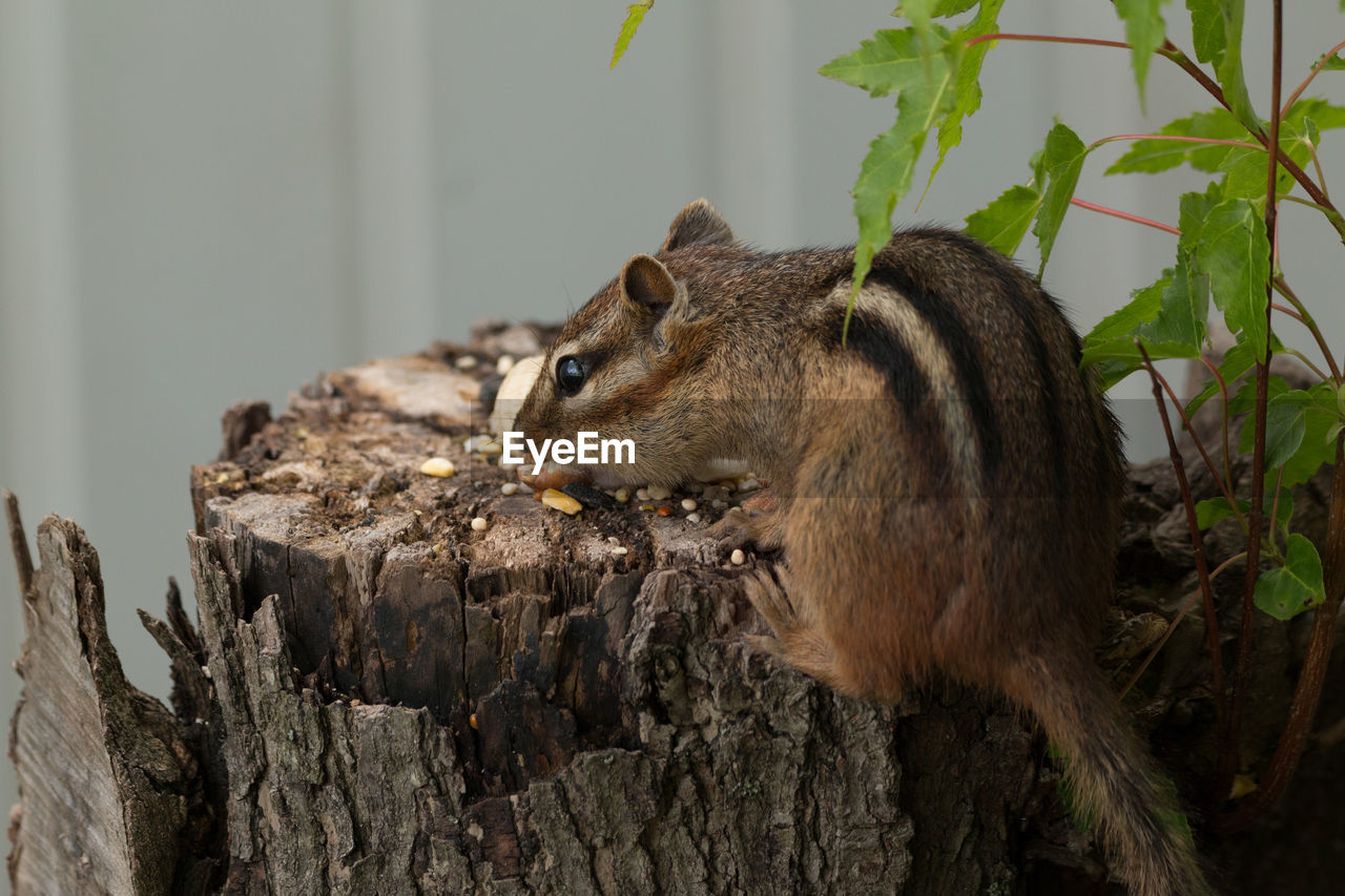 Close-up of chipmunk eating food on tree stump