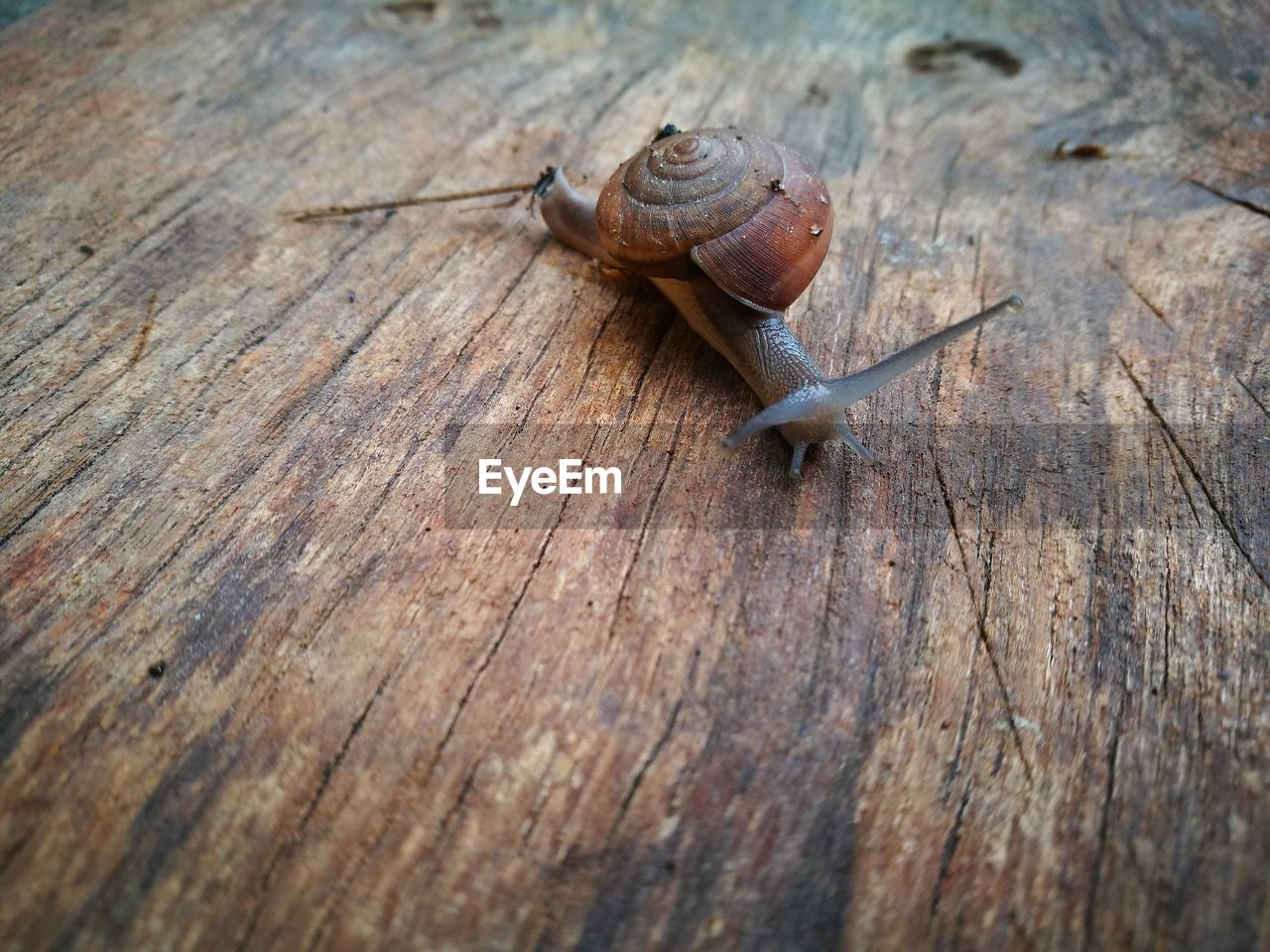 CLOSE-UP OF AN INSECT