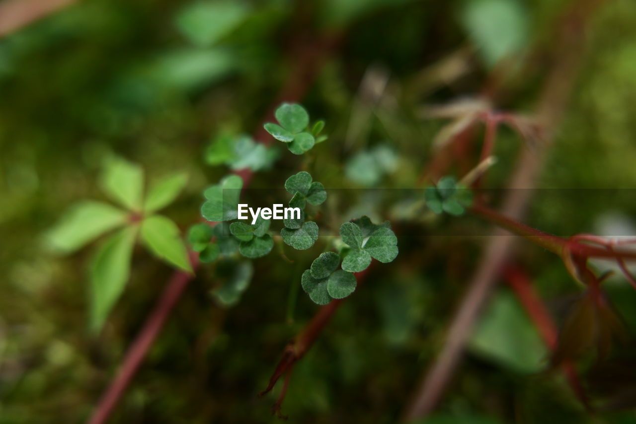 CLOSE-UP OF FRESH GREEN PLANT WITH RED LEAVES