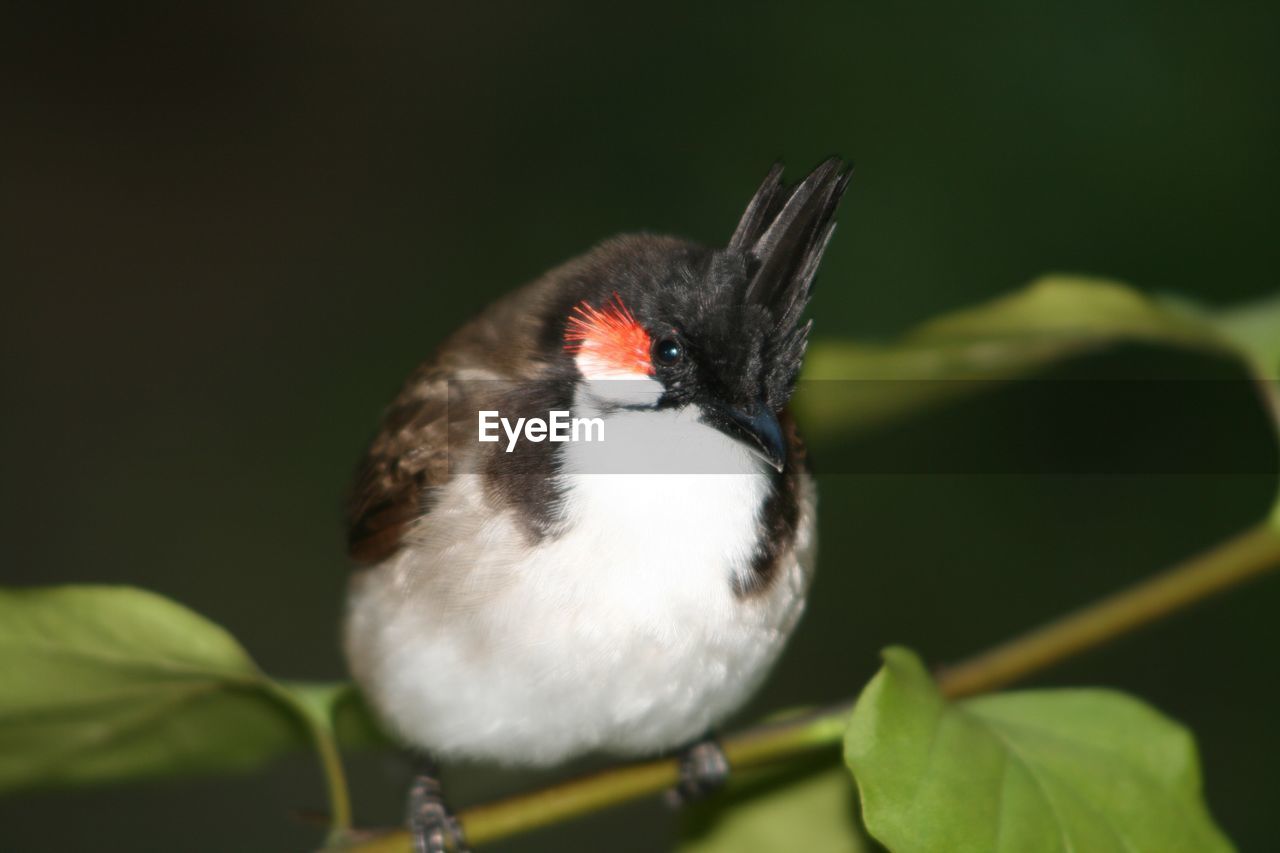 Close-up of bird perching on plant