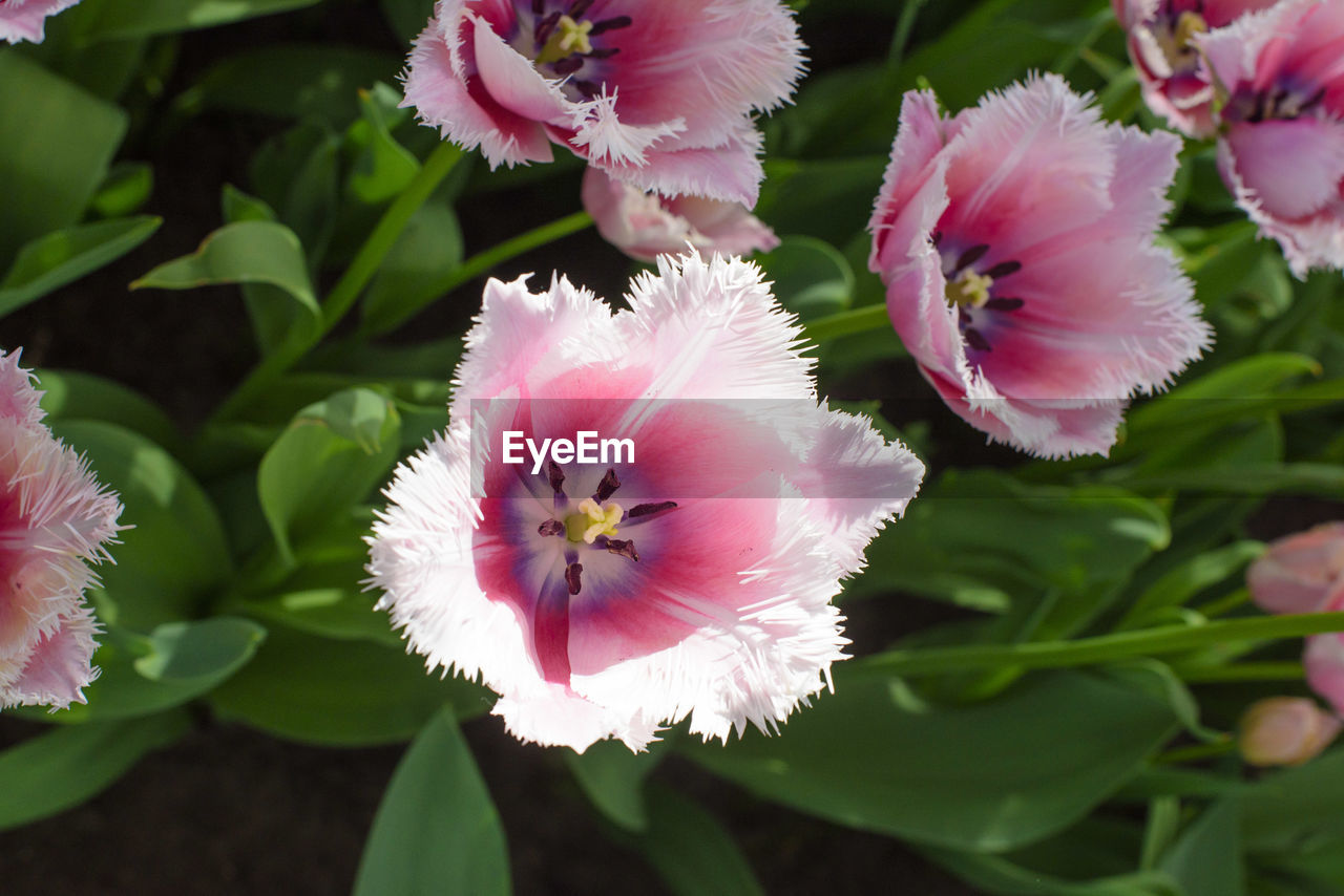 Close-up of pink flowers