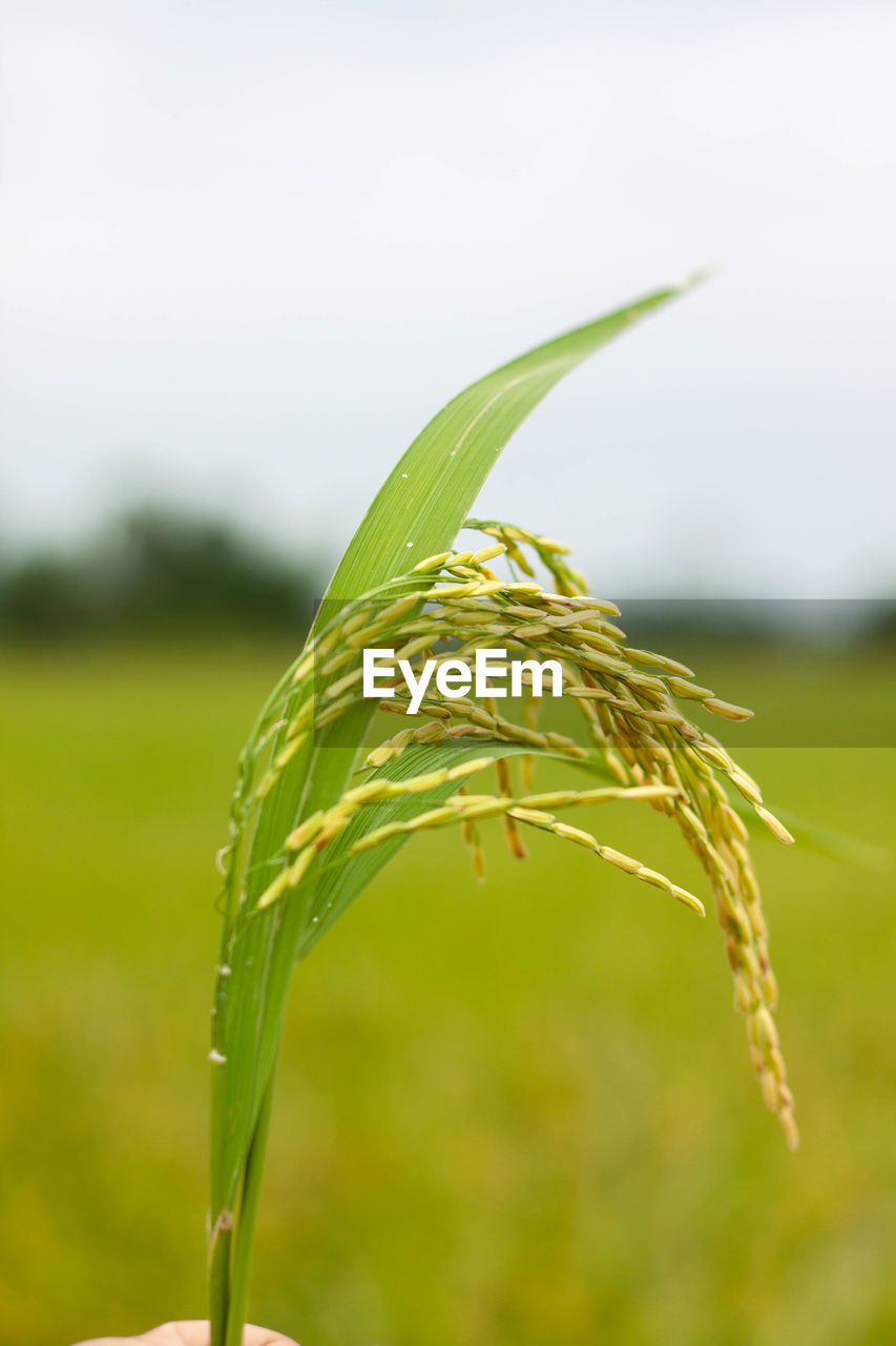 Close-up of stalks in field