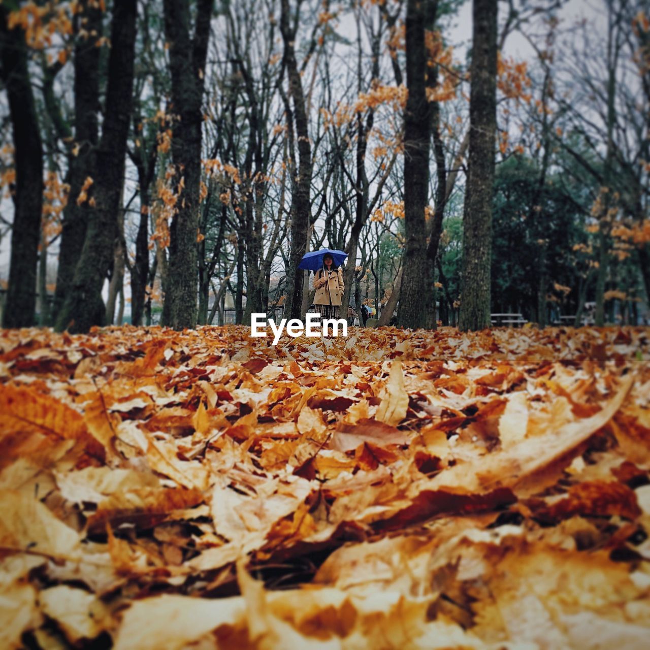 Surface level of fallen autumn leaves with woman holding umbrella in background at park