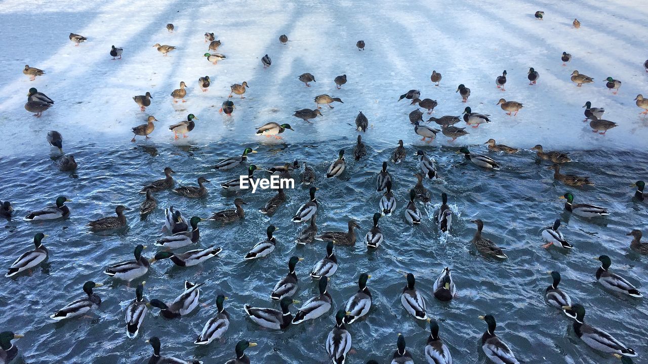 High angle view of birds swimming in lake during winter