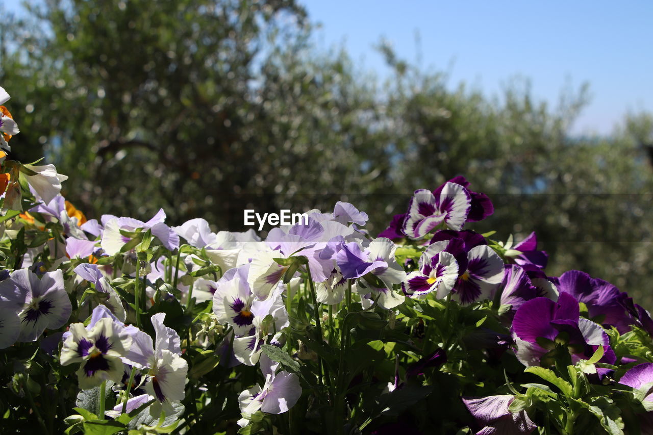 Close-up of purple flowering plants