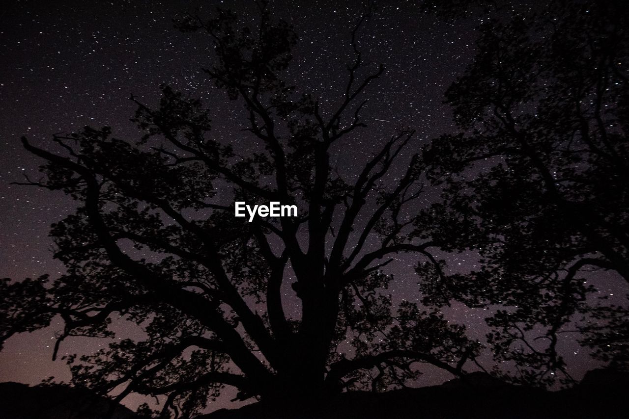 SILHOUETTE OF TREE AGAINST SKY AT NIGHT