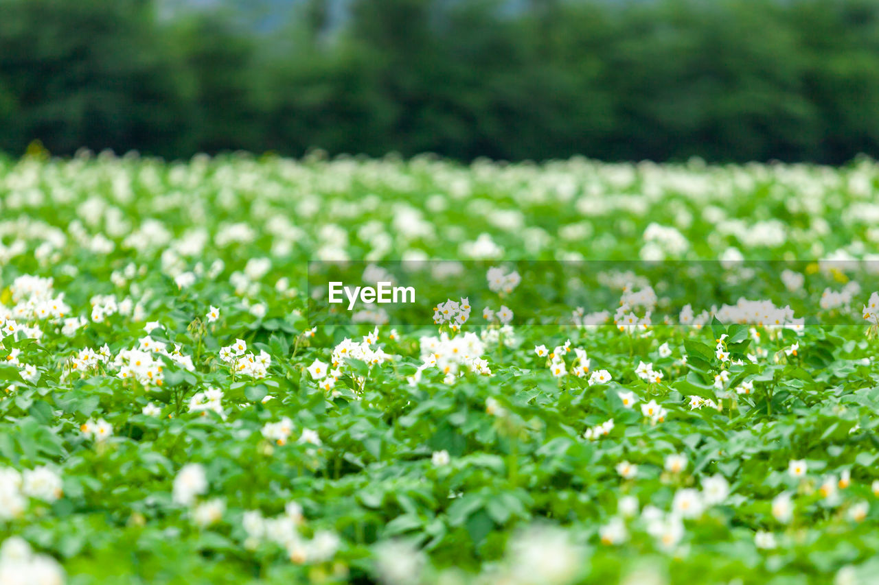 plant, green, lawn, field, grass, flower, flowering plant, meadow, freshness, beauty in nature, nature, selective focus, grassland, springtime, land, environment, no people, growth, landscape, summer, outdoors, fragility, sunlight, wildflower, plain, rural scene, white, day, natural environment, backgrounds, pasture, tranquility, close-up, plant part