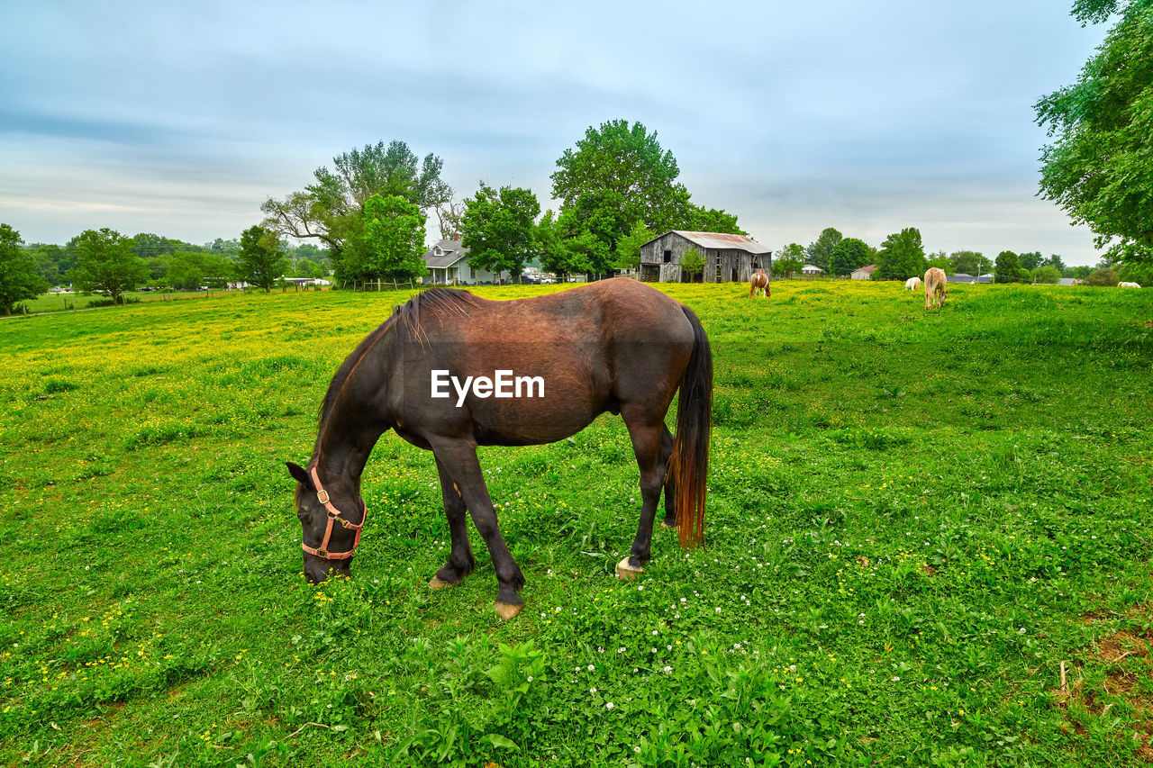 Horse grazing on fresh spring grass in a field.