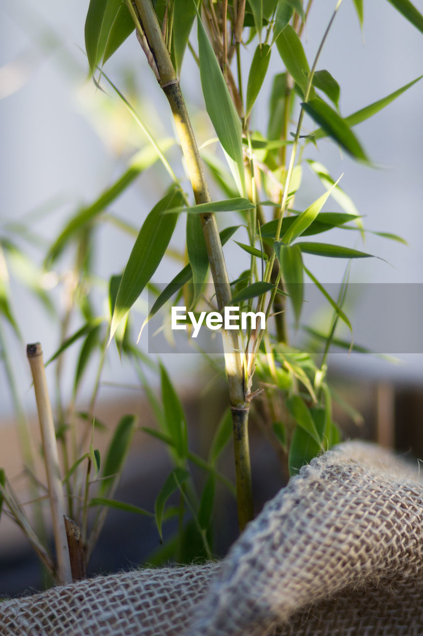 CLOSE-UP OF POTTED PLANT