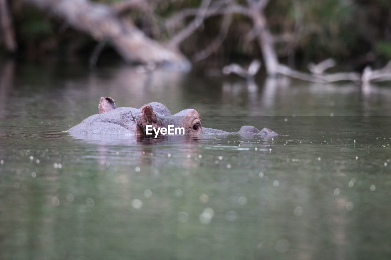 Hippo swimming in lake