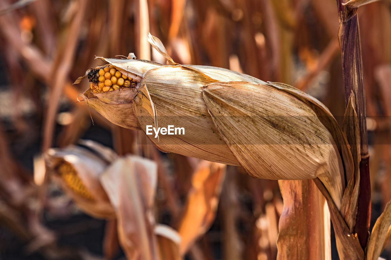 A corn stalk in autumn is waiting to be harvested after the dry summer