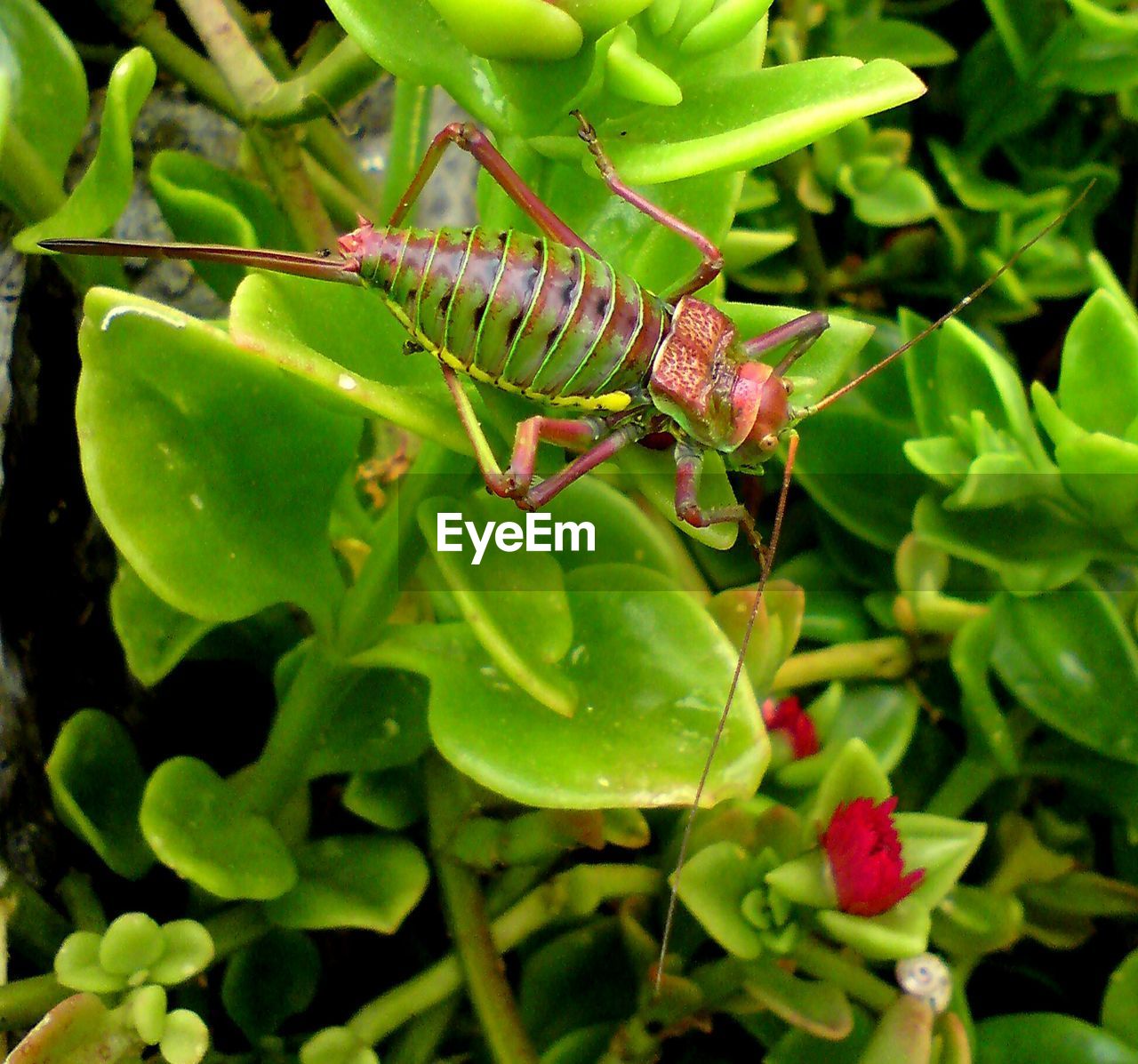 CLOSE-UP OF INSECTS ON PLANT