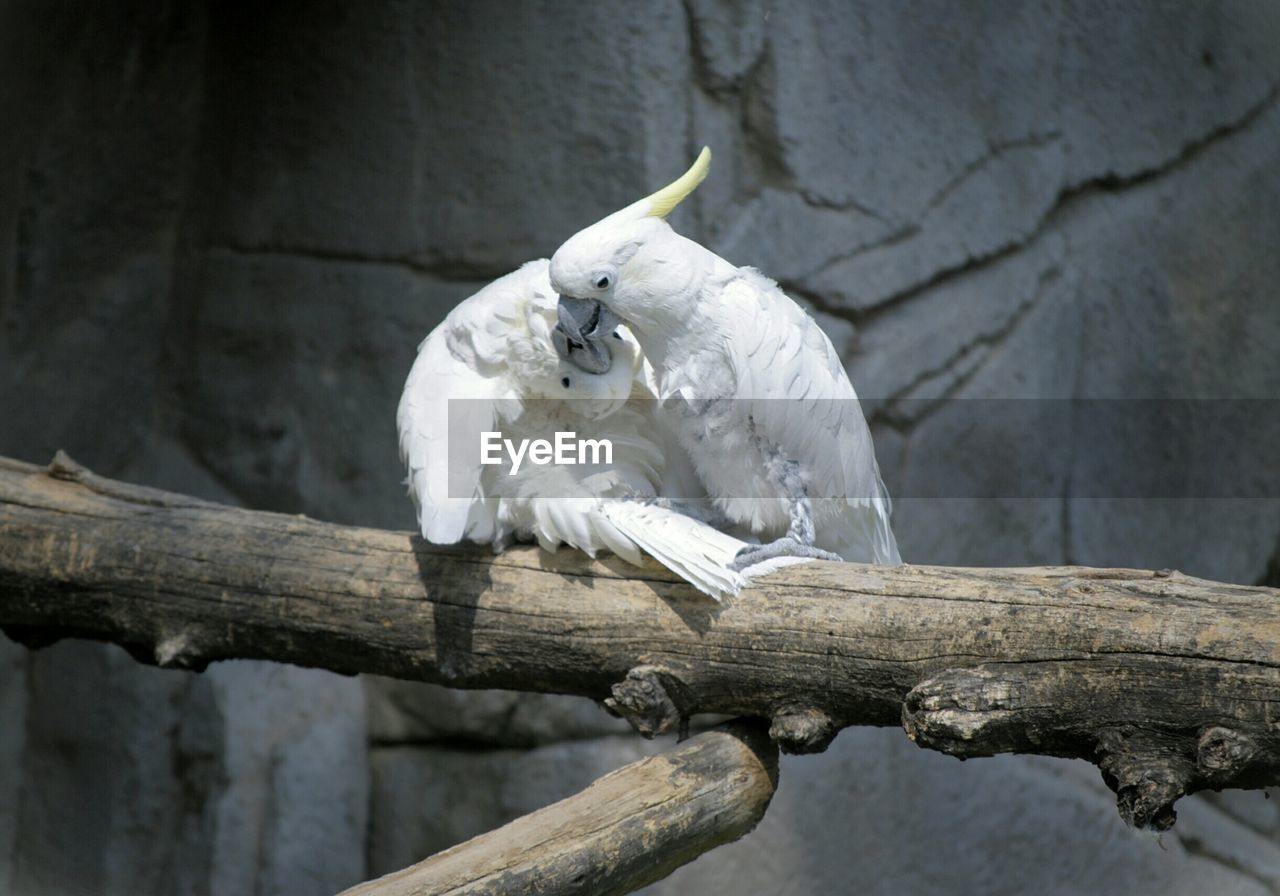 Close-up of birds perching on branch