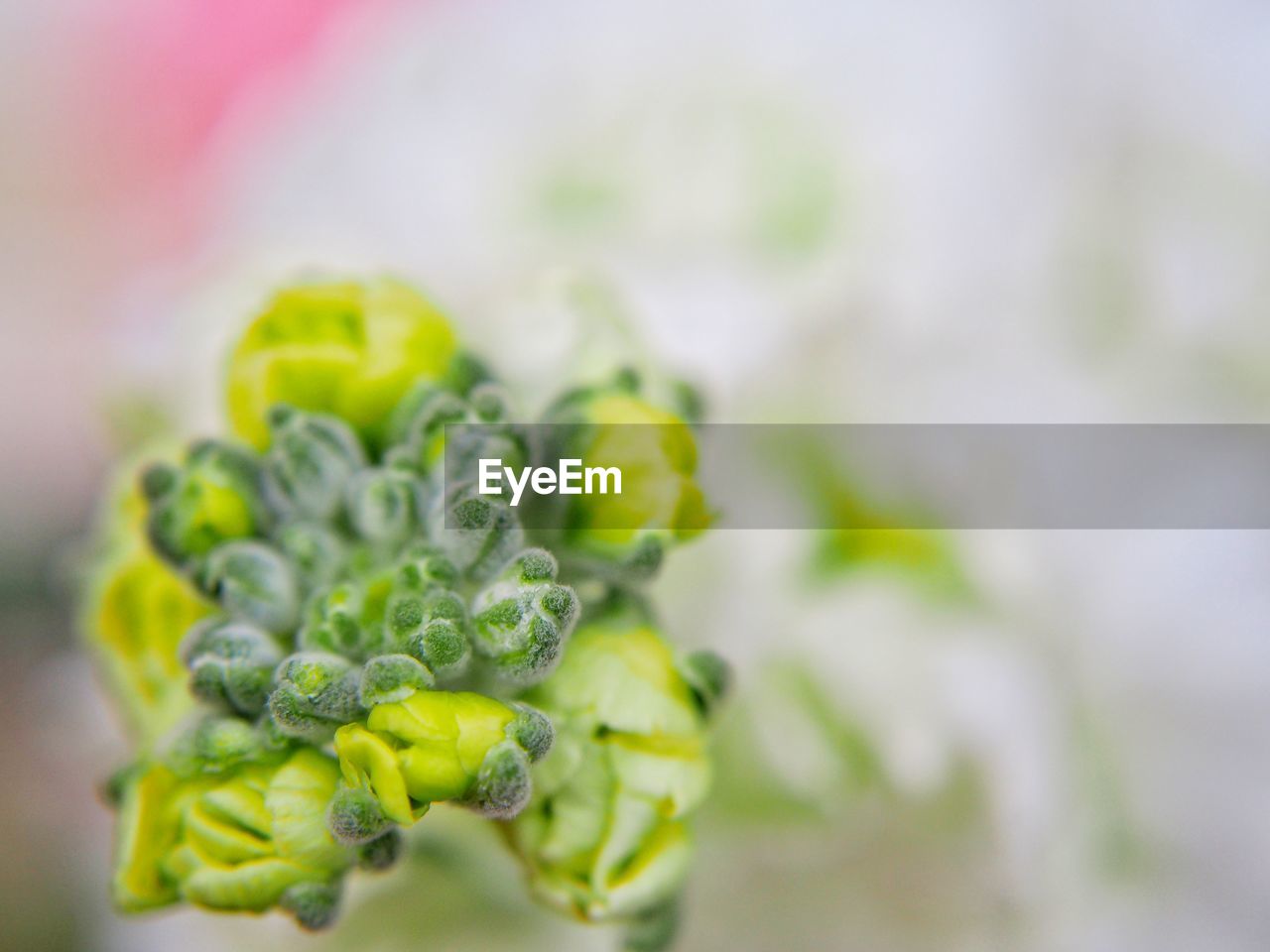 CLOSE-UP OF FRESH GREEN PLANT